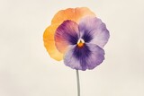 Vibrant multicolored pansy flower close-up in soft focus.