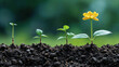 © janzwolinski - Growing plants and yellow flower showing plant development stages from seedling to maturity