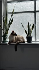 Poster - Siamese cat sitting on shelf beside indoor plant looking out window.