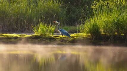 Poster - Heron standing perfectly still on riverbank with mirrored reflection in water. Patience in posture, soft ripples, tranquil setting.
