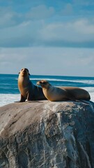 Poster - Pair of seals resting on sunny rock by ocean with waves crashing nearby. Lazy posture, coastal light, marine tranquility.
