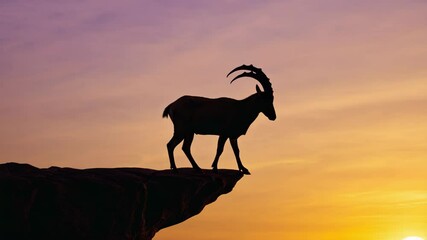Poster - Ibex standing on narrow cliff edge above vast desert canyon. Vertical tension, survival focus, dramatic scale.
