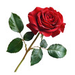 © Anique - Isolated on white, single red rose with green leaves and stem Home decor and interior design catalogs Botanical education and gardening blogs Packaging and stationery floral graphics
