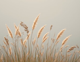 Naklejka na meble Golden Grass Field in Soft Light