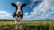 © Adel - A black and white cow standing in a field with a blue sky and white clouds on a sunny day outdoors