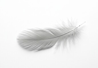 Poster - Single white feather gracefully resting on a clean, minimalist white background in soft light