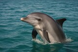 Playful dolphin in ocean waters.