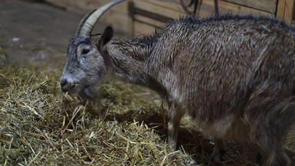 Poster - A goat munching on hay from a pile