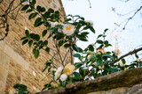 Spring is coming blossoming gardenia tree. Beautiful white white flowers, blooming tree or bush in London