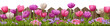 © Keopaserth - Tulips in pink, purple, and white bloom vibrantly behind wooden fence with green grass and small purple and pink flowers, creating lively and colorful garden scene