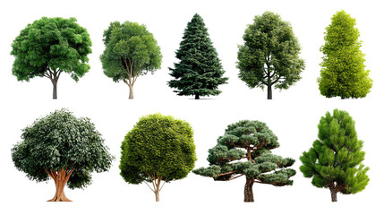 a variety of tree in garden: a collection of ten different tree species, showcasing their unique sha