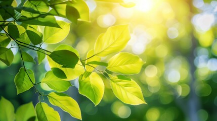 Poster - Blurred sunlit foliage with strong bokeh, abstract natural background, bright and clean, perfect for overlay text