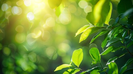 Poster - Close-up of green leaf with sunlight shining through, visible vein textures, macro flare effect, blurred space around for copy