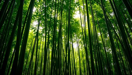 Poster - Enchanting Bamboo Forest Scene A Verdant Tranquil Escape. Towering Green Stalks Create A Soothing Natural Environment. Sunlight Streams, Enhancing The Serene Mood. A Peaceful View.