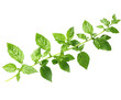 © Karina - Harvesting fresh basil leaves greenhouse botanical natural light isolated on transparent background