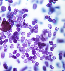 Poster - Microscopic view of purple cells showcasing cellular structures and details.