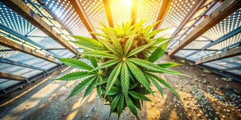 Aufkleber - Cannabis plant thriving under the sun, bathed in warm light, against a backdrop of metal and wood structures.