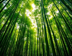 Poster - Sunlight Filters Through Vibrant Bamboo Forest Greenery. Towering Stalks Create A Serene Escape Into Nature. Green Leaves And Soft Light Offer Tranquility, A Peaceful Woodland Scene.