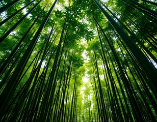 Aufkleber - Serene Bamboo Forest Scene With Sunbeams. A Lush Green Bamboo Forest With Towering Stalks Provides A Tranquil Escape. Soft Light Filters Through, Creating A Peaceful, Natural Environment For Viewers