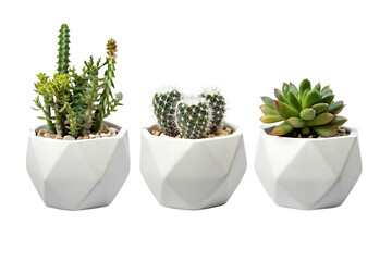 collection set of different mixed cactus and succulents types of small mini plant in modern ceramic 