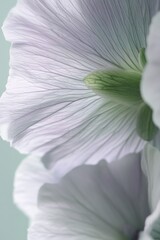 Poster - serene close up of delicate white flower petals revealing intricate veins and soft green stem agains