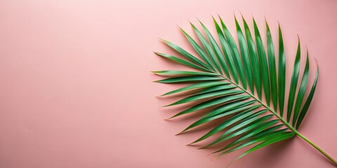 Poster - A Single Palm Leaf on a Soft Pink Background, Creating a Minimalist and Tropical Aesthetic