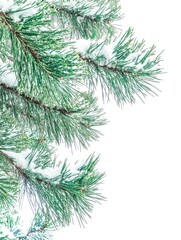Poster - Evergreen pine branches adorned with fresh snow creating a serene winter scene against a bright white background capturing the essence of the season in a clean and minimalist style