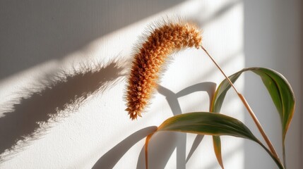 Poster - Sunlit Foxtail Millet Plant Against White Wall Casting Soft Shadow Capturing Natural Beauty and Minimalist Style for Serene and Peaceful Atmosphere in Home Decor
