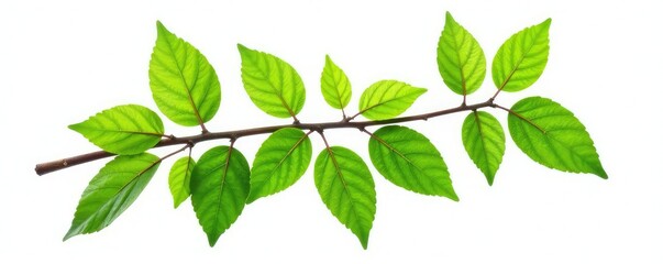 isolated branch with leaves isolated on white background, trees, flora