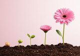 Flower Growth Stages Germination, Sprout to Blooming Gerbera Daisy in Soil, Pink Petals.