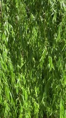 Poster - Lush green willow tree branches hanging and moving gently in the breeze, vertical video