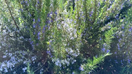 Poster - Flowering rosemary plants with bees gathering nectar under bright sunlight