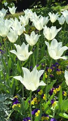 Aufkleber - White tulips blooming in spring flower bed surrounded by green grass and colorful blossoms, vertical video