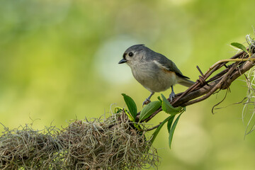 Wall Mural - a tufted titmouse perced on a tree branch