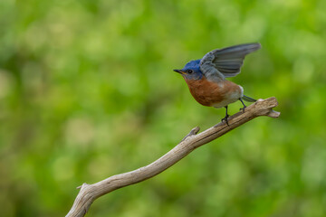 Wall Mural - A bluebird perched on a tree branch