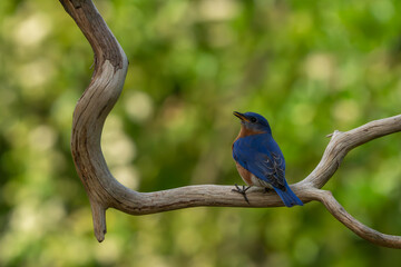Wall Mural - A bluebird perched on a tree branch