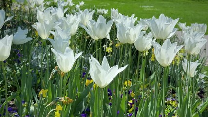 Aufkleber - White tulips blooming in a spring flower bed surrounded by green grass 