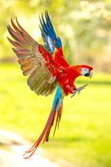 Poster - Colorful Scarlet Macaw in Mid-Flight Against a Blurred Green Background