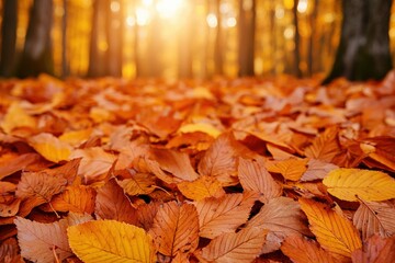 Poster - Golden sunlight filtering through trees onto autumn leaves