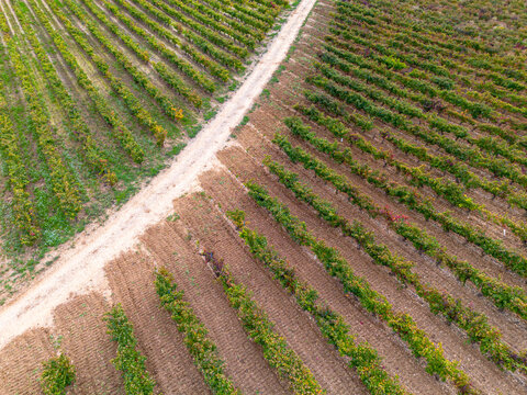 Top-down view of vineyard paths forming geometric patterns on fertile terrain, great for agriculture, winemaking and drone landscape visuals in La Rioja, Spain.