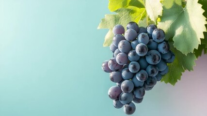 Poster - A close-up shot of a bunch of ripe grapes with green leaves against a pastel blue backdrop creating a sense of freshness and natural beauty