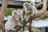Close up of captive Koala's in an Australian zoo