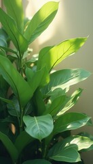 Poster - Sunlight Bathed Plant with Vibrant Green Leaves Creating a Sense of Natural Calm and Freshness in a Minimalist Setting