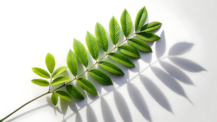 Tree branch shadow with leaf details isolated on transparent for realistic overlays