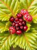Beautiful close-up of rubus fruticosus