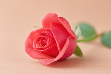 Poster - minimalistic image of single red rose with green stem resting elegantly on smooth solid color background soft lighting