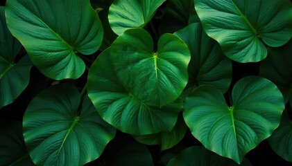 Wall Mural - intricate dark green tropical leaves, densely clustered , leaf pattern, dark green