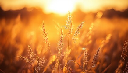 Poster - Golden Sunlight Illuminating Grass Field at Sunset Serene Meadow Landscape Warm Golden Light and Peaceful Countryside Scenery at Dusk Backlit Grass and Vibrant Yellow Sky