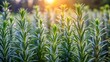 © Kitiphong - Dense rows of rosemary plants stand upright in the morning light, their delicate leaves glistening with dew, greenery, rosemary plantation
