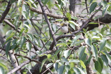 green bird on tree